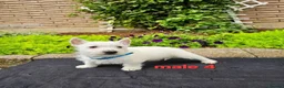 West Highland Terrier dogs for sale: Settling westie - Advert 3