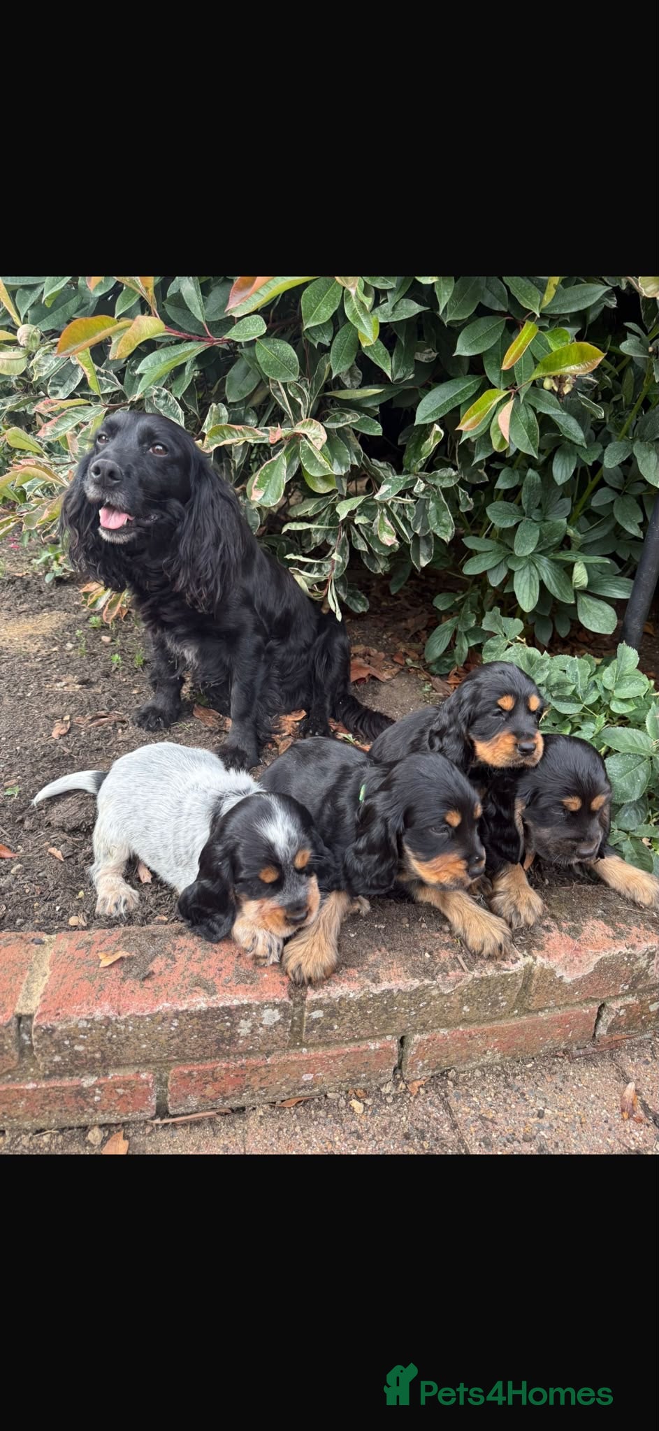 Cocker Spaniel dogs Show Cocker - 1 Tan Boy - Advert 4