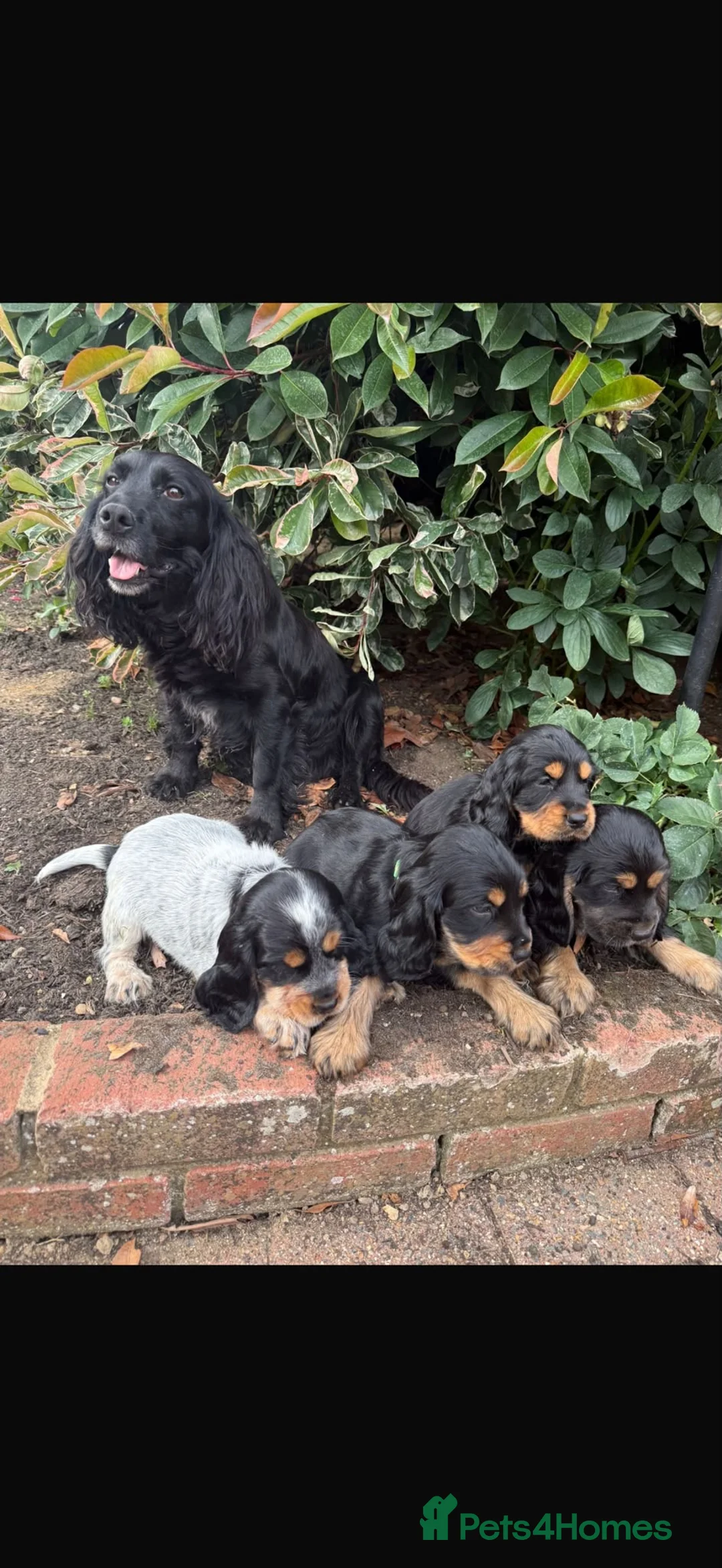 Cocker Spaniel dogs for sale: Show Cocker - 1 Tan Boy in Tilbury - Advert 1