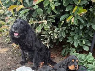 Cocker Spaniel dogs Show Cocker - 1 Tan Boy - Advert 1