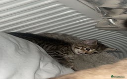 Siamese cats for sale: 4 beautiful Siamese kittens  - Image 3