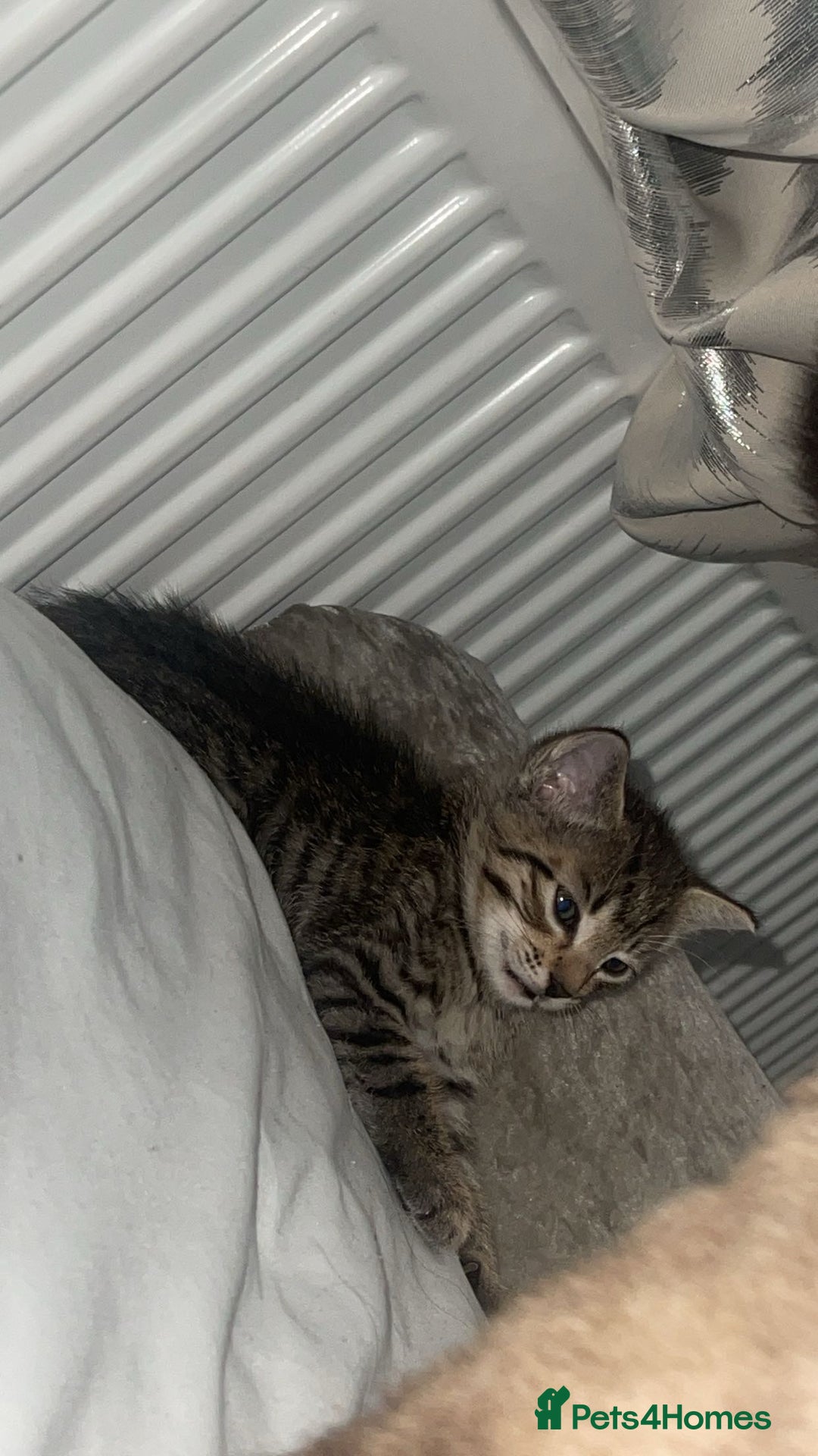 Siamese cats for sale: 4 beautiful Siamese kittens  - Image 3