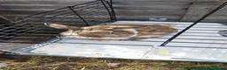 Mini Lop rabbits for sale: Stunning mini Lop Male  - Advert 2