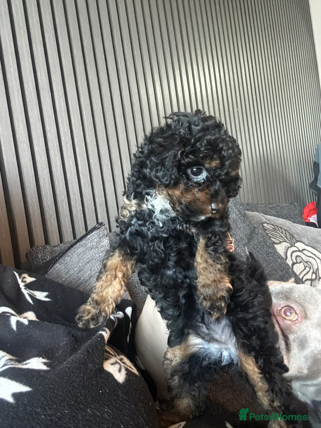 Poochon dogs for sale: poochon  - Advert 4