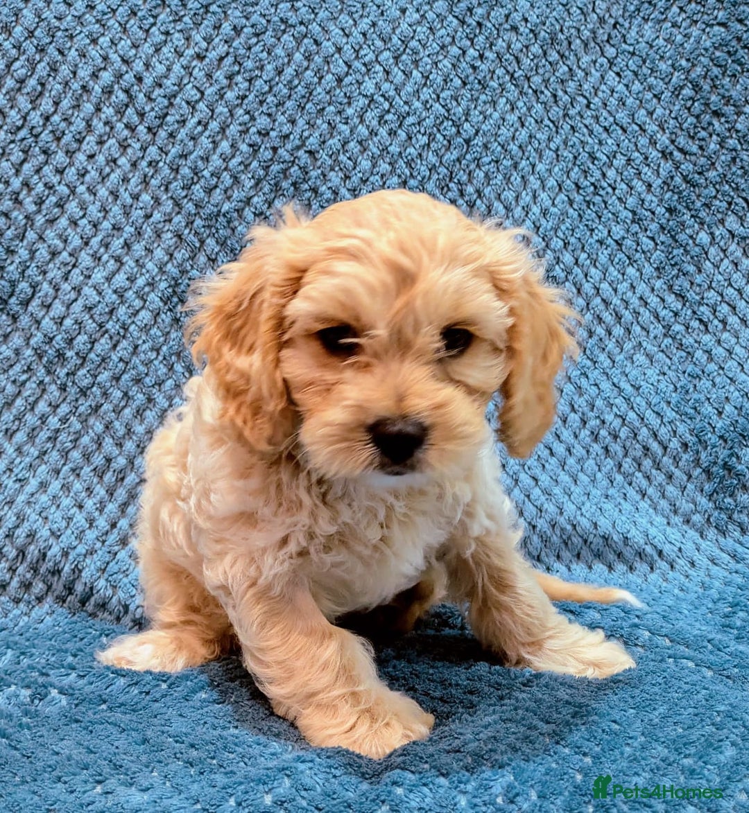 Cavachon dogs for sale: 1 Cavachon boy left  - Image 3