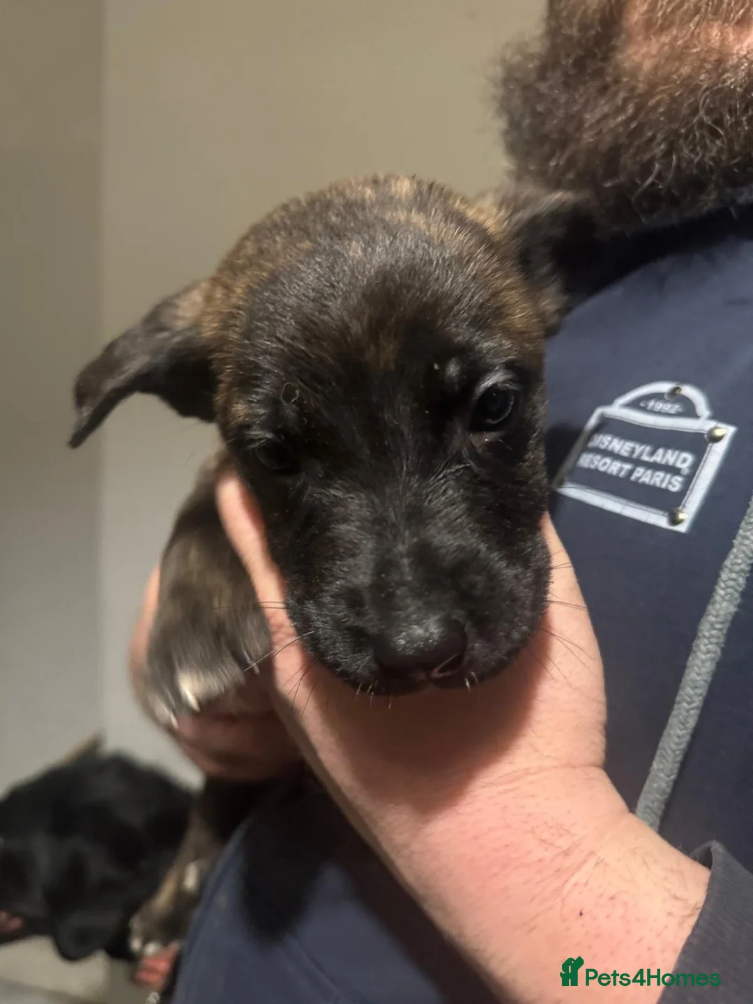 Mixed Breed dogs for sale: Belgian malinois shepherd  ** tiff puppies - Advert 6