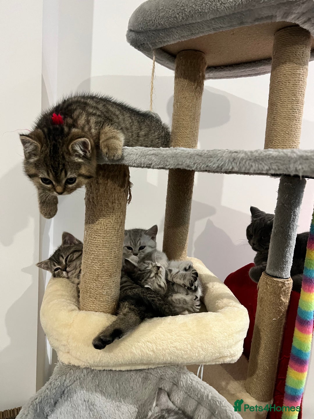 British Shorthair cats for sale: British Shorthair Kittens 🐱  - Advert 13