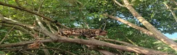 Bengal cats for stud: Bengal cat for stud, Fabio. - Advert 5