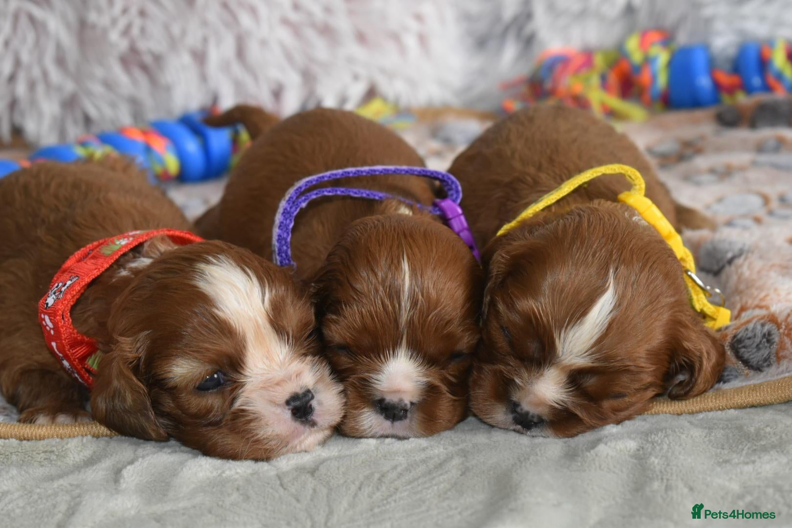 Cavalier King Charles Spaniel dogs Health Tested- Cavalier King Charles Spaniel - Advert 15