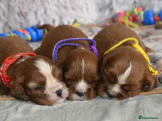 Cavalier King Charles Spaniel dogs Health Tested- Cavalier King Charles Spaniel - Advert 4