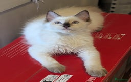 Ragdoll cats for sale: 4 male ragdoll kittens for sale  - Image 2