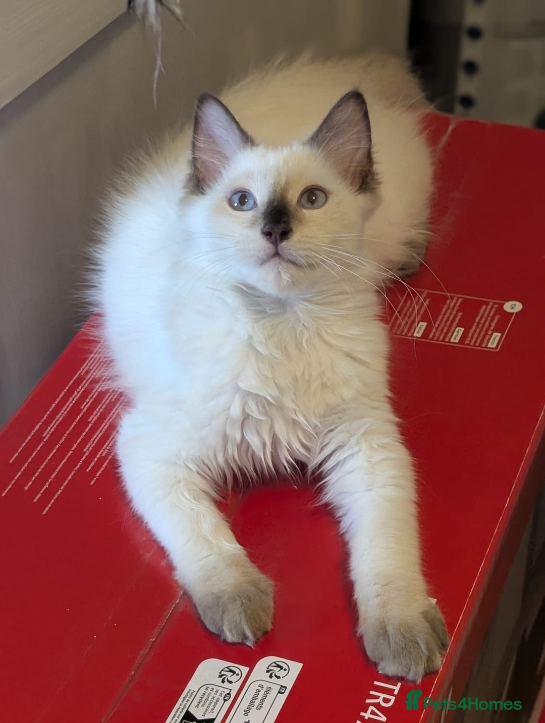 Ragdoll cats for sale: 4 male ragdoll kittens for sale  - Image 2