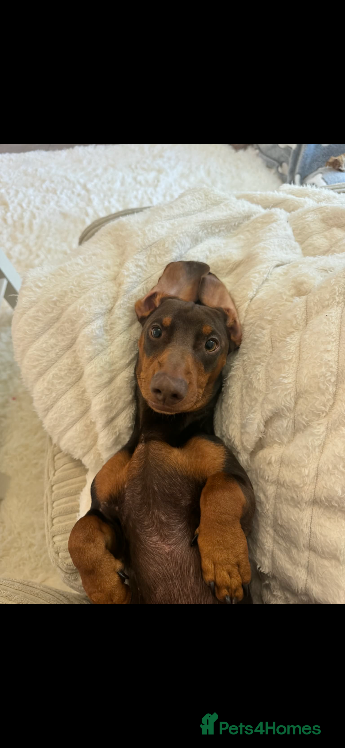 Dachshund dogs My beautiful bear❤️ - Advert 1