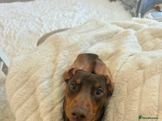 Dachshund dogs My beautiful bear❤️ - Advert 1