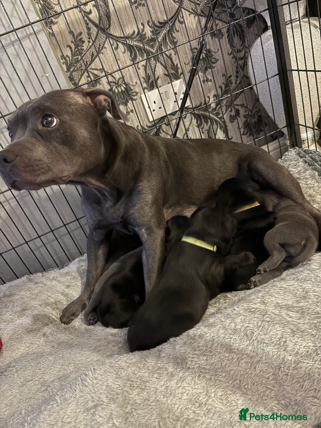Staffordshire Bull Terrier dogs for sale: Staffordshire bull terrier pups  - Advert 1