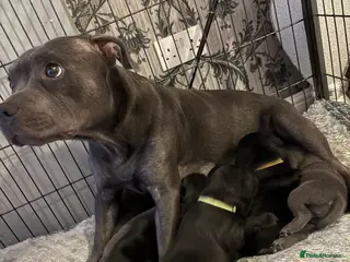 Staffordshire Bull Terrier dogs Staffordshire bull terrier pups - Advert 1