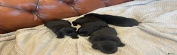 Labrador Retriever dogs for sale: Black Labrador Puppies  - Advert 5