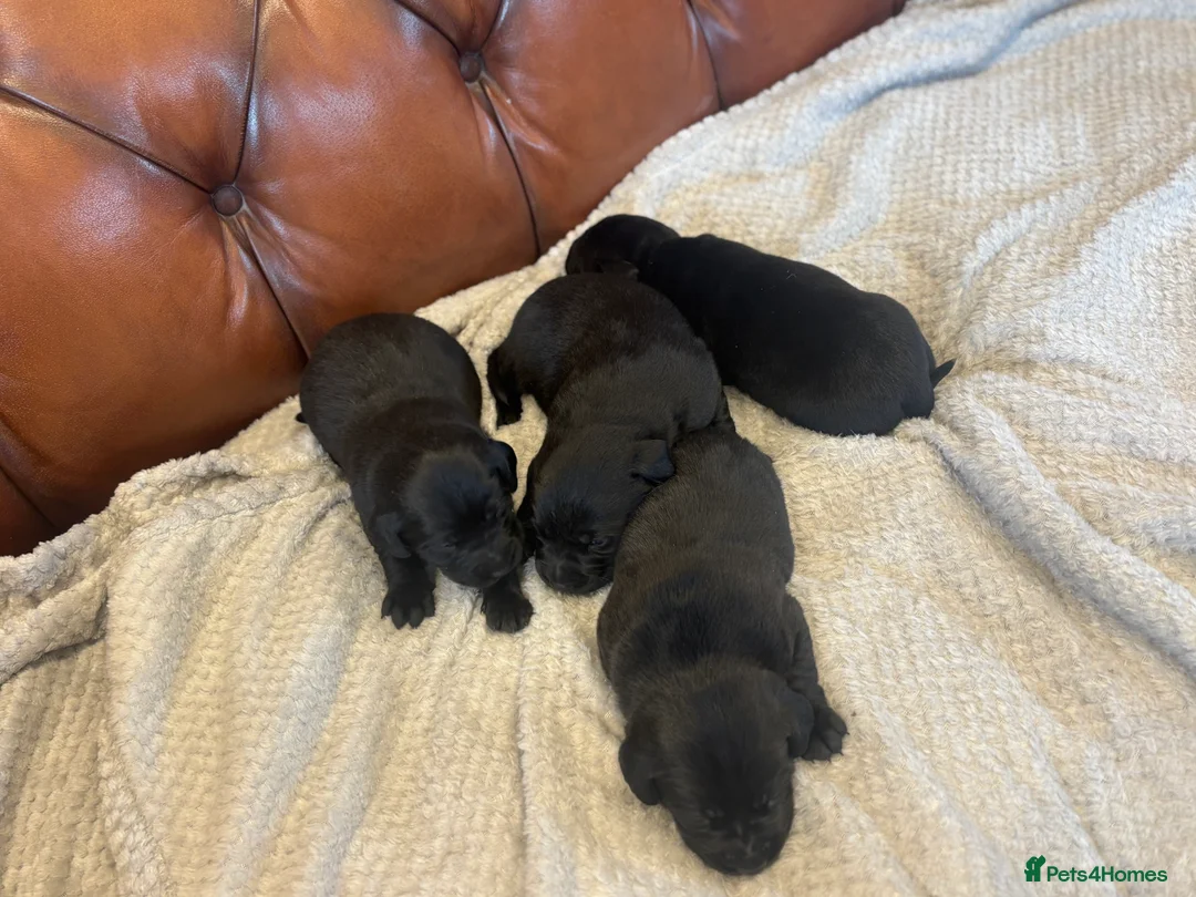 Labrador Retriever dogs for sale: Black Labrador Puppies  - Advert 5