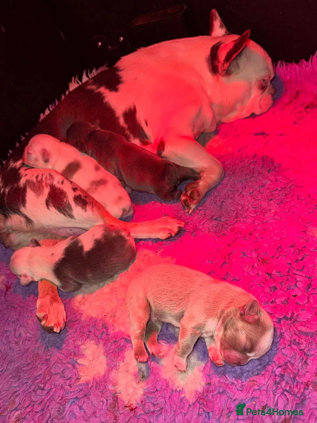 French Bulldog dogs for sale: Beautiful Fluffy Frenchies!  - Advert 10