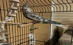 Cockatiels birds for sale: Cockatiel for rehoming  - Image 1