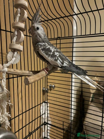 Cockatiels birds - Advert 1