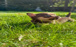 Chihuahua dogs for sale: Chihuahua Boys Short Haired  - Image 6
