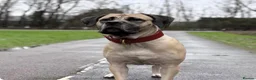 Presa Canario dogs for sale: Presa Canario Puppies Availale  - Advert 2
