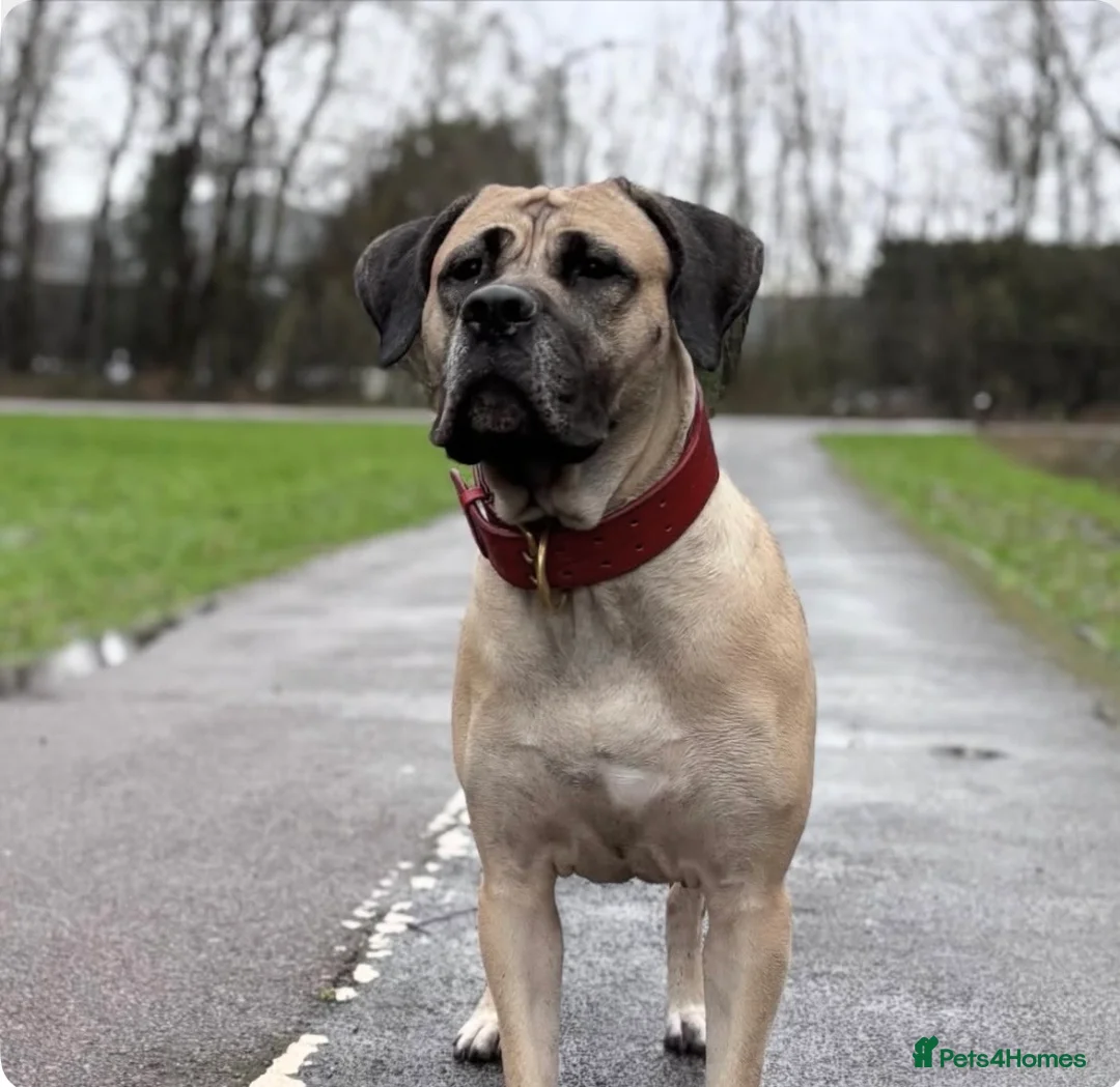 Presa Canario dogs for sale: Presa Canario Puppies Availale  - Advert 2