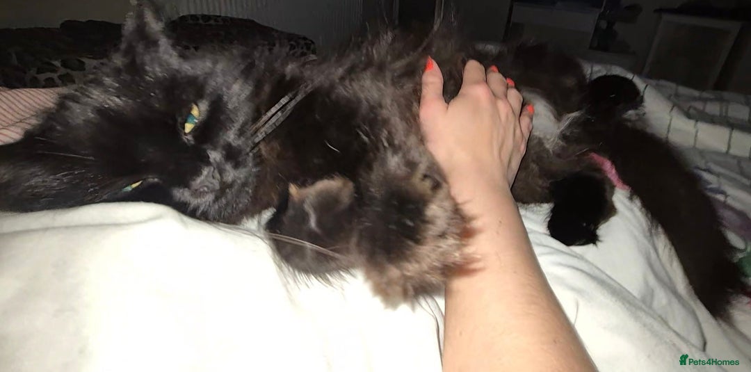 Ragdoll cats for sale: Fostered cat looking for her forever home - Image 2