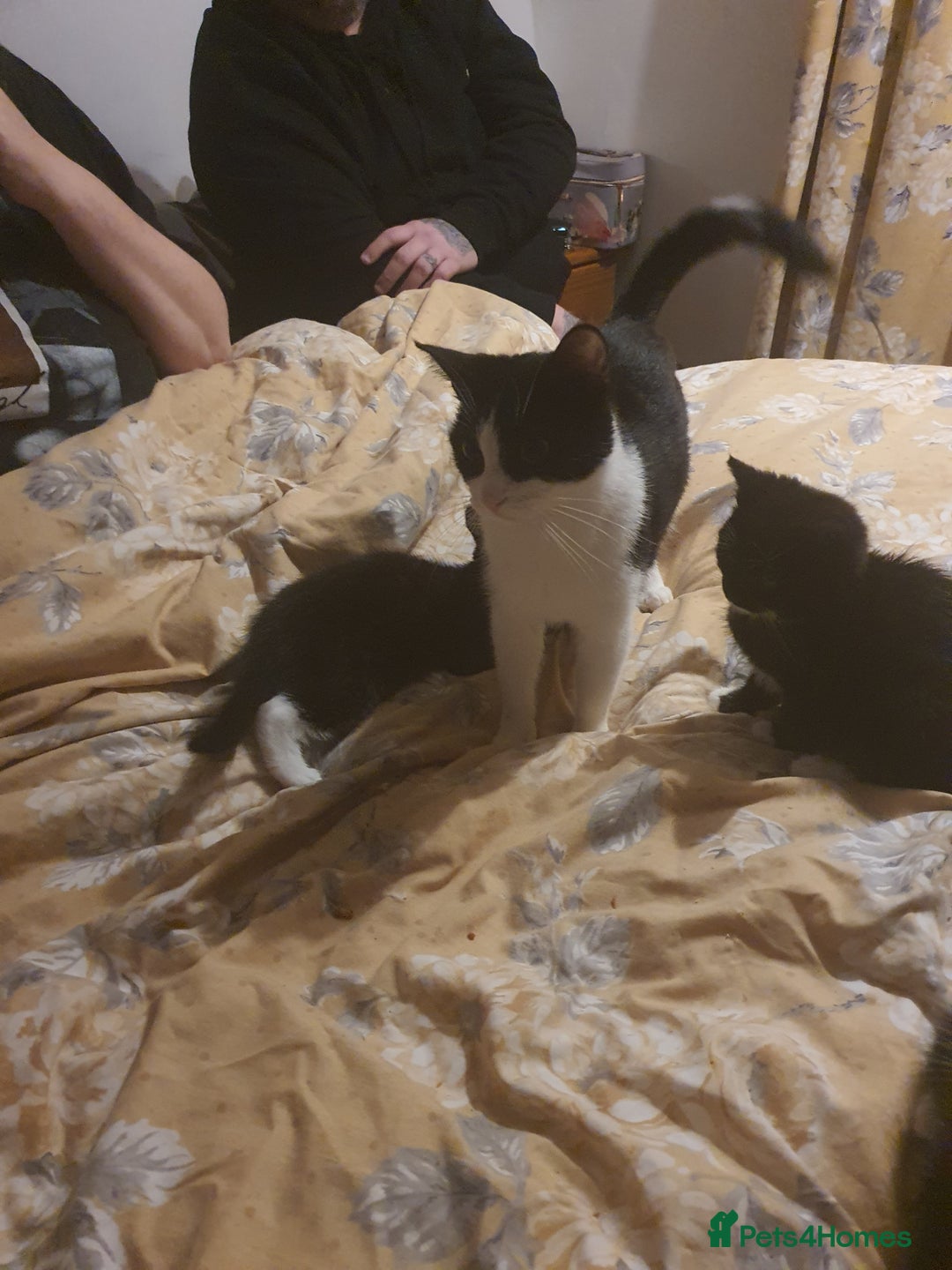 British Shorthair cats for sale: Kittens 8 weeks ready - Advert 6