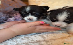 Welsh Corgi Pembroke dogs for sale: Pedigree, health tested parents, licensed breeder - Image 5
