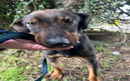 Mixed Breed dogs for adoption: Mr Bean - Norwich Norfolk  in Norwich - Image 11