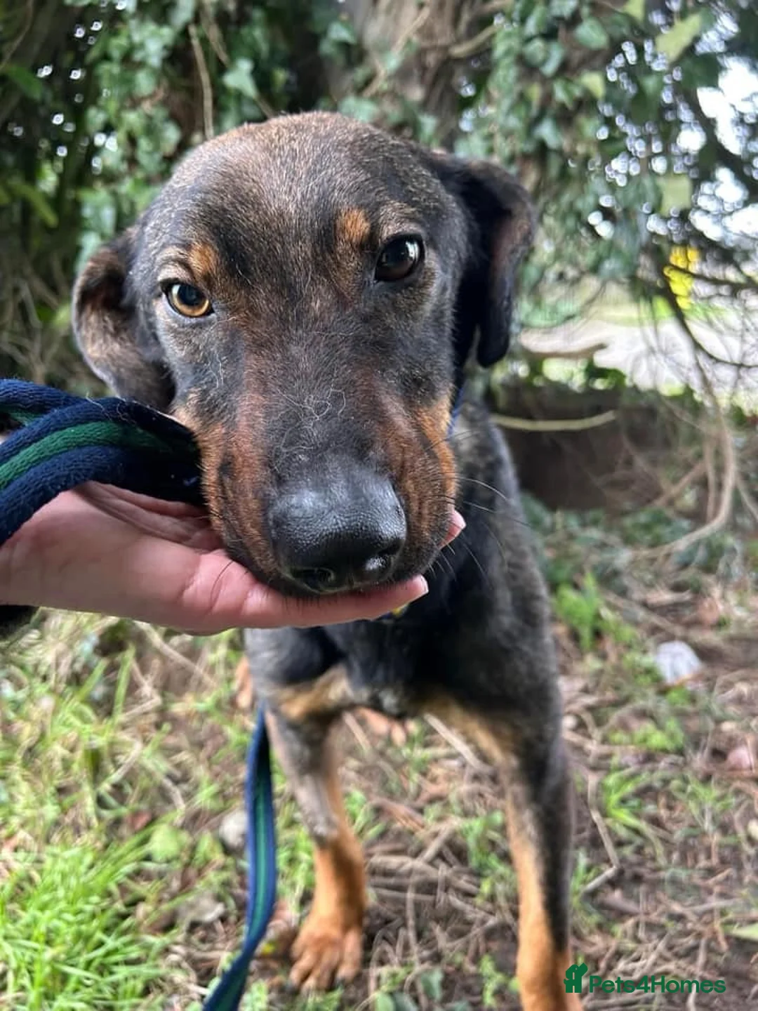 Mixed Breed dogs for adoption: Mr Bean - Norwich Norfolk  in Norwich - Advert 11