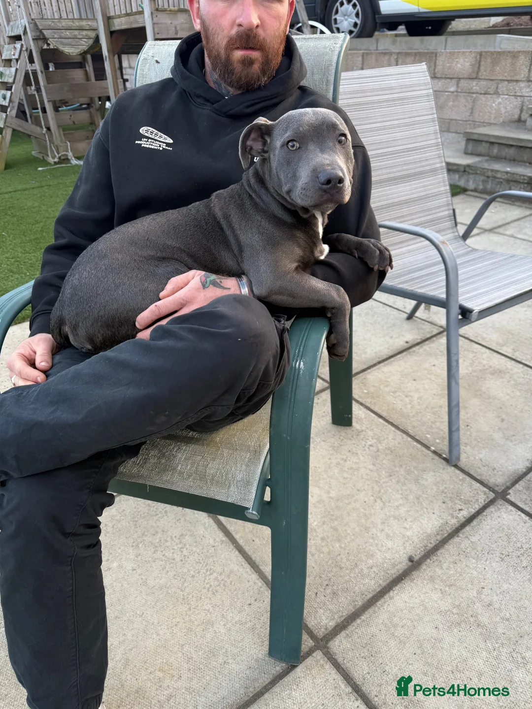Staffordshire Bull Terrier dogs for sale: Male Staffie pup  - Advert 2