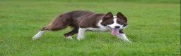 Border Collie dogs for stud: Red & White border collie stud  - Advert 1