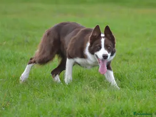 Border Collie dogs Red & White border collie stud - Advert 1