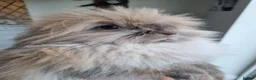 Lionhead rabbits for sale: Double coated lion haired neutered male rabbit  - Advert 3