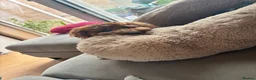 Toy Poodle dogs for sale: Loving home wanted for My Beautiful Toy Poodle💖 - Advert 3