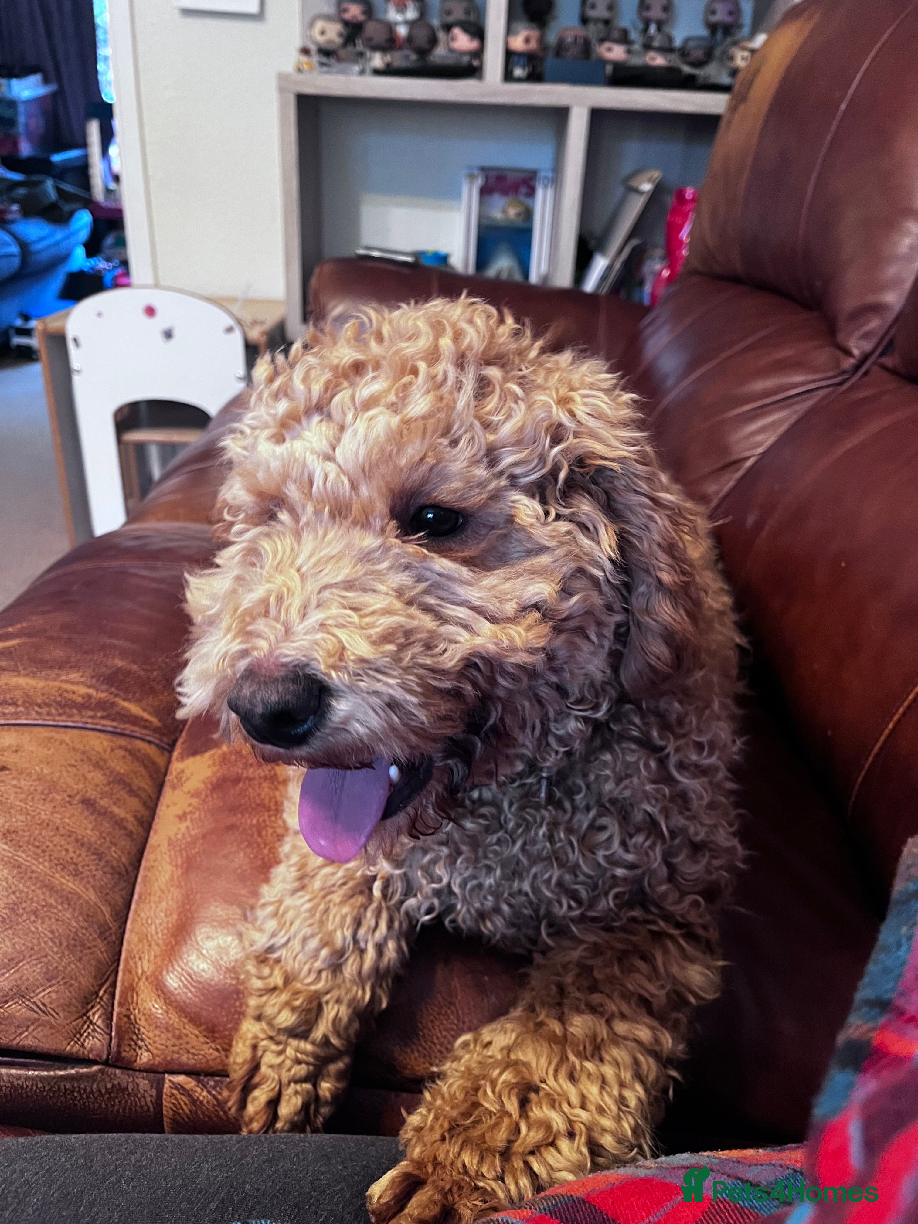 Poodle dogs Little red poodle  - Advert 1