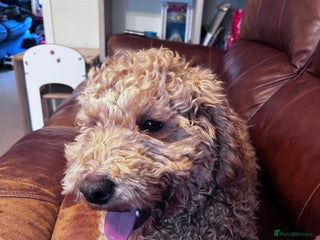 Poodle dogs Little red poodle - Advert 4