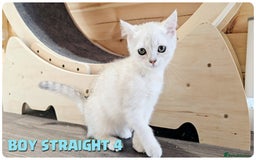 Scottish Fold cats for sale: Scottish Fold Kittens (Delivery  available) - Image 13