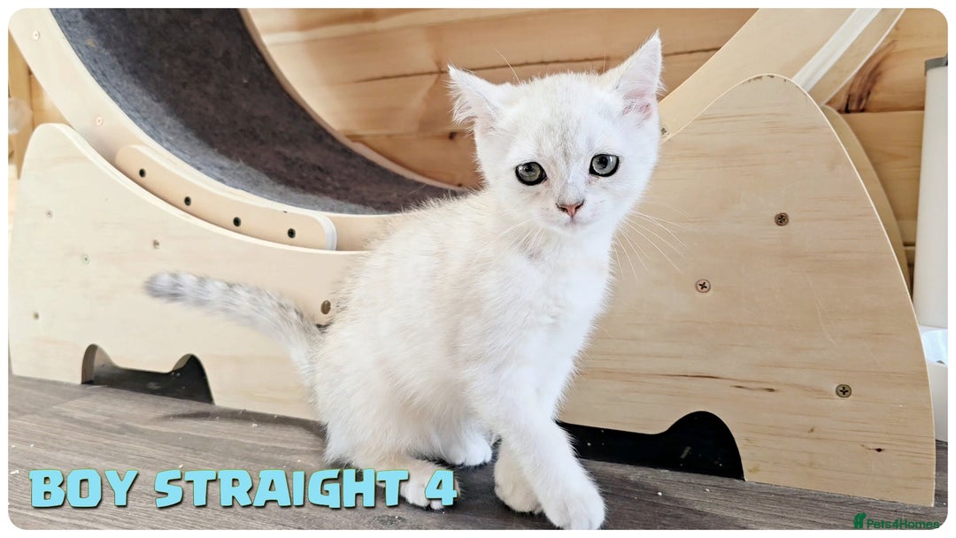 Scottish Fold cats for sale: Scottish Fold Kittens (Delivery  available) - Image 13