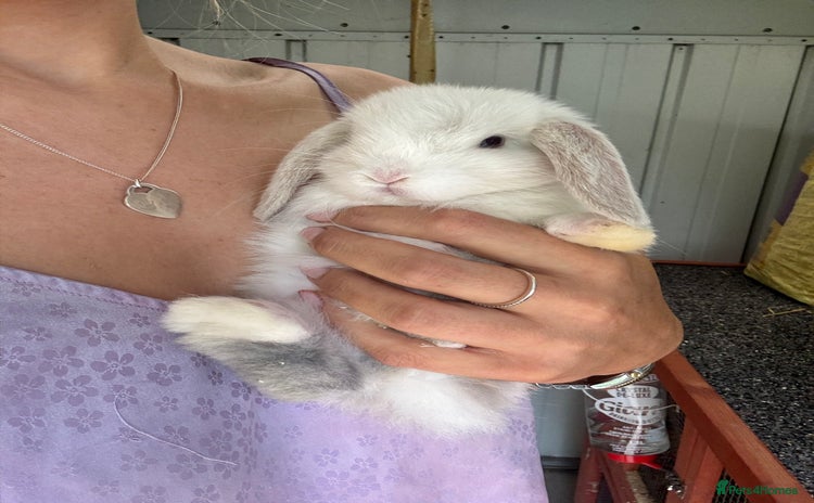 Mini Lop rabbits - Advert 1