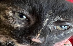 Mixed Breed cats for sale: Beautiful kittens ready now - Image 4