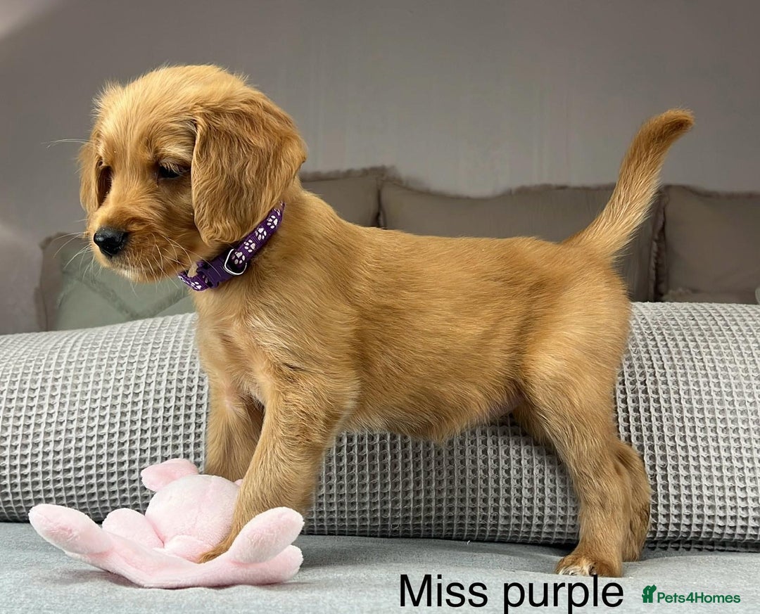 Goldendoodle dogs for sale: Hereditary clear mum. Fully hip elbow and DNA Dad. - Image 21