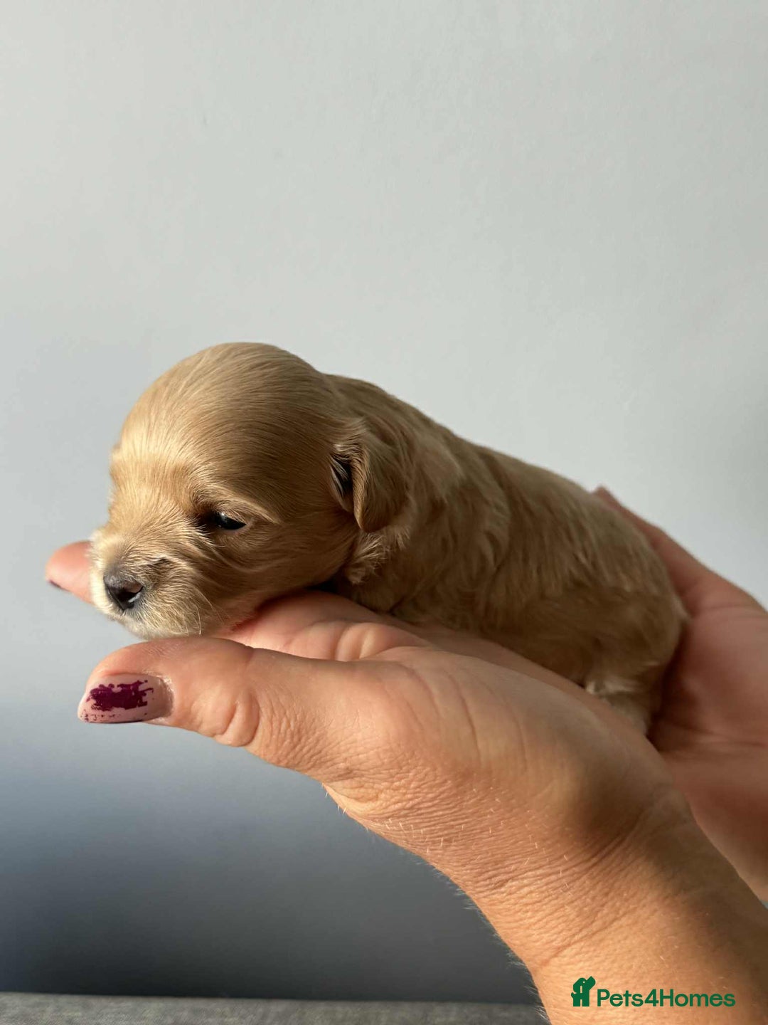 Maltipoo dogs for sale: Tiny F1 Asian Maltipoo puppies. Reserve now! - Image 3
