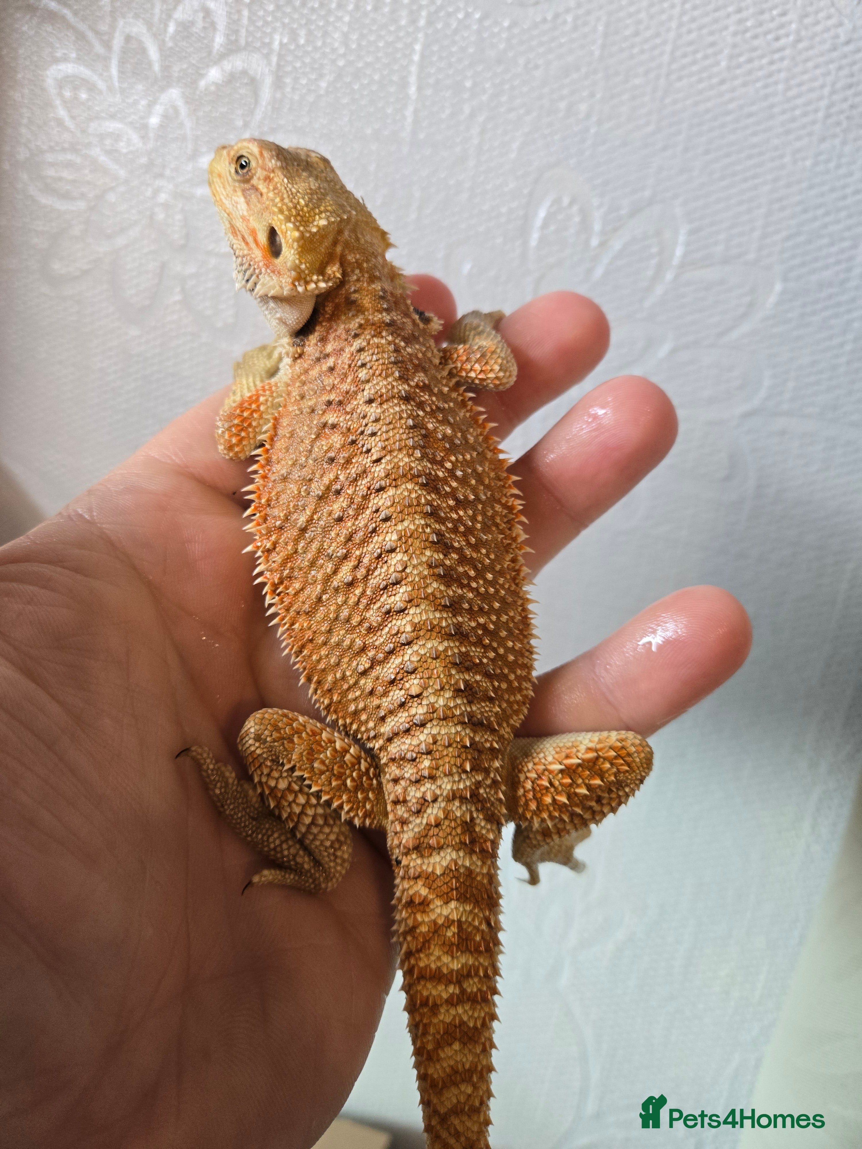 Bearded Dragon reptiles Variety of bearded dragon babies  - Advert 8