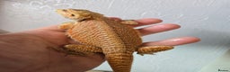 Bearded Dragon reptiles for sale: Variety of bearded dragon babies  - Advert 1