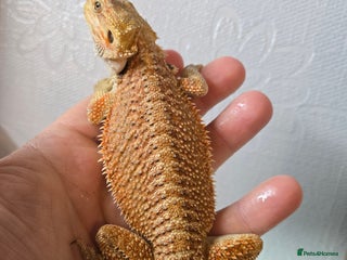 Bearded Dragon reptiles - Advert 25