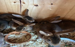 Rex rabbits for sale: Mini Caster rex - Image 10